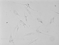 Rat Tracheal Epithelial Cells 大鼠气管上皮细胞