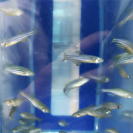 轉基因斑馬魚突變體建立