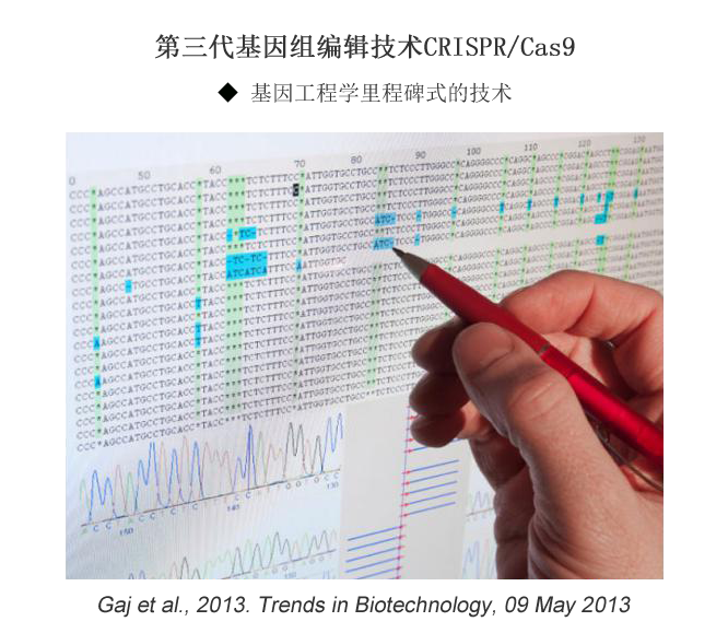 CRISPR/Cas9转染质粒构建