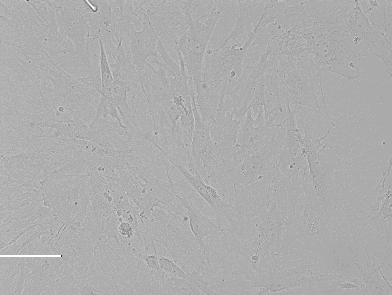 Rat Retinal Pigment Epithelial Cells 大鼠视网膜色素上皮细胞