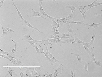 Rat Esophageal Epithelial Cells大鼠食管上皮细胞