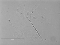 Rat Spinal Meninges Cells大鼠脊膜细胞
