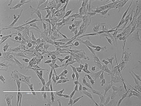  Rat Schwann Cells大鼠雪旺氏细胞