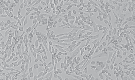 CHO-K1仓鼠卵巢细胞