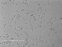 Rat Spinal Cord Neurons大鼠脊髓神经元