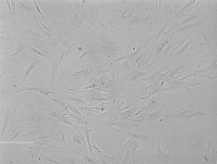 Rat Gastric Epithelial Cells大鼠胃粘膜上皮细胞