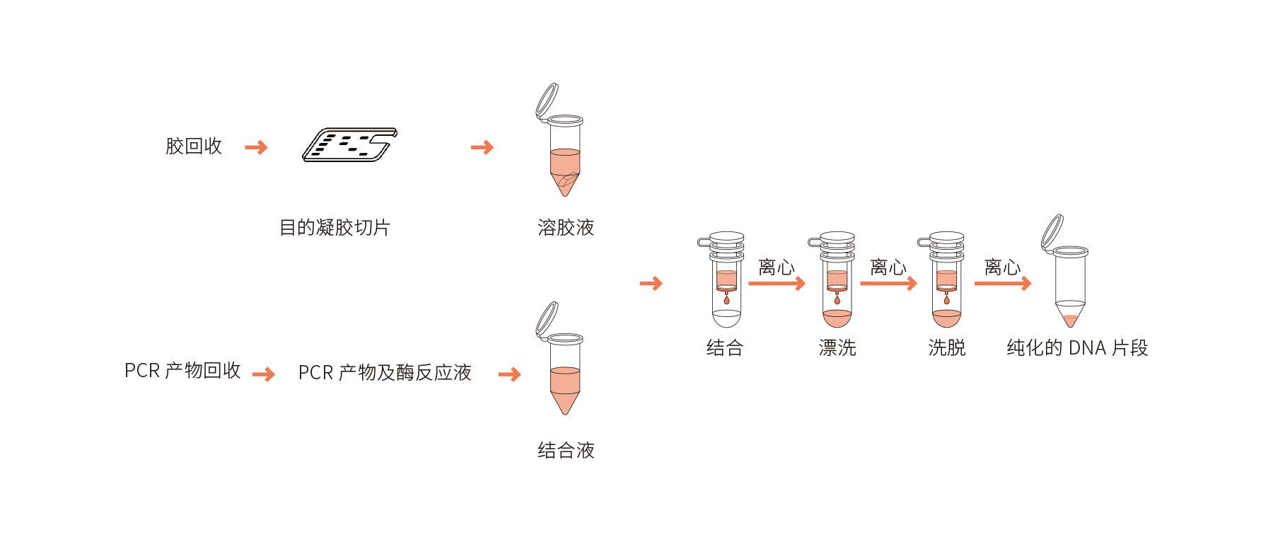 琼脂糖凝胶回收常见问题及解析