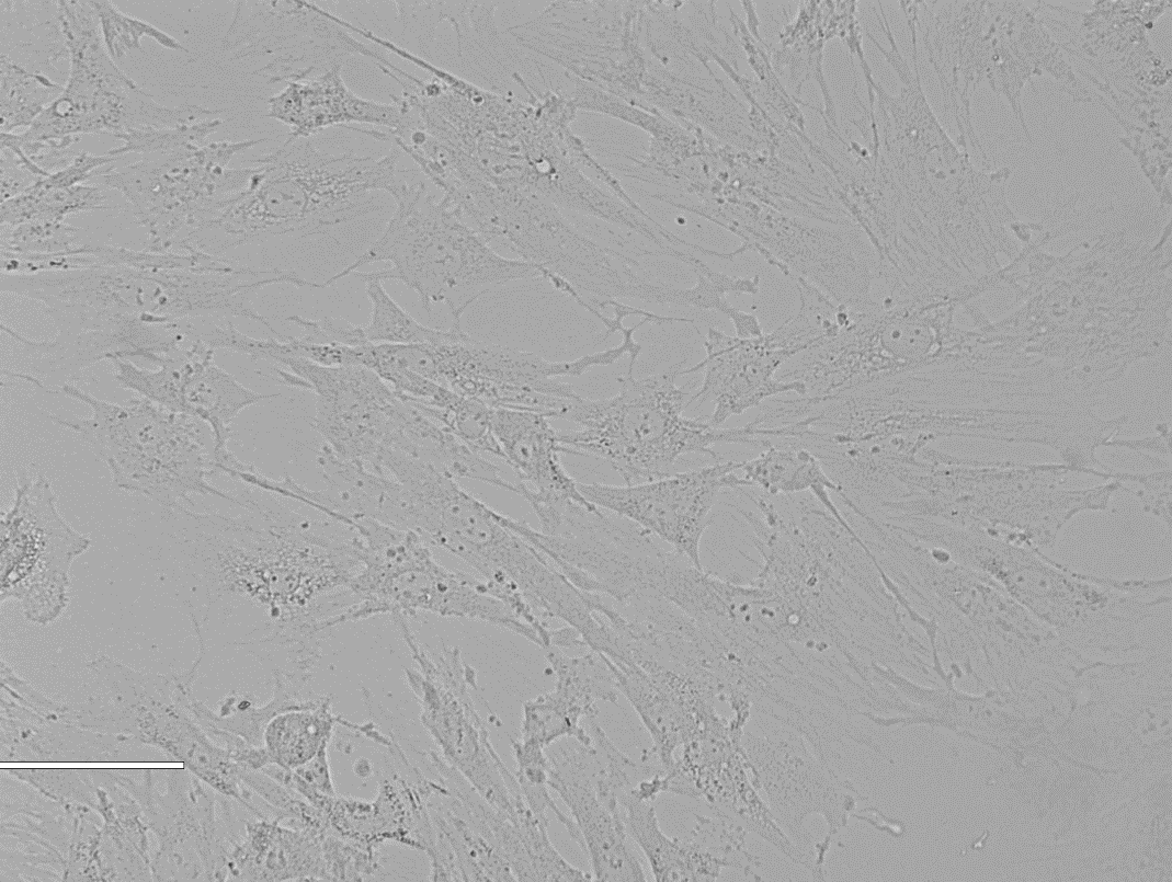 Rat Endometrial Epithelial Cell大鼠子宫内膜上皮细胞