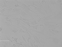 Rat Endometrial Epithelial Cell大鼠子宫内膜上皮细胞