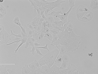 Rat Lens Epithelial Cells大鼠晶状体上皮细胞