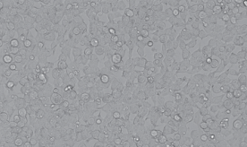 人胚肾细胞293T