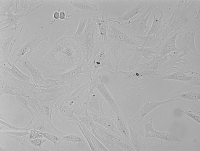 Rat Skin Epidermal Cells大鼠皮肤表皮细胞