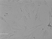 Rat Esophageal Smooth Muscle Cells大鼠食管平滑肌细胞