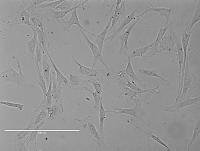 Rat Abdominal Aorta Endothelial Cells大鼠腹主动脉内皮细胞