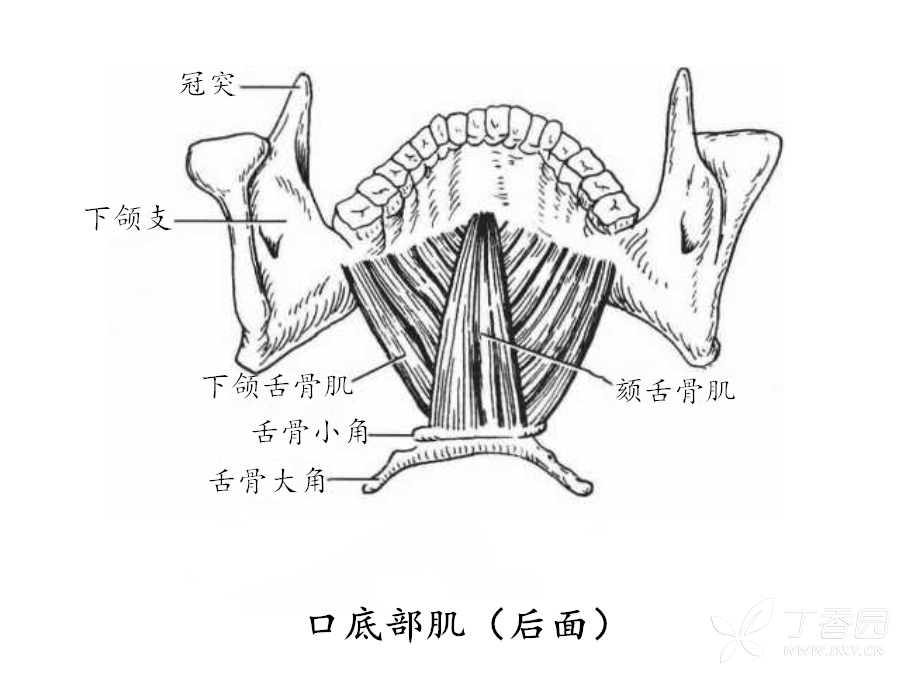 (3)茎突舌骨肌:居二腹肌后腹之上并与之伴行,起自茎突,止于舌骨