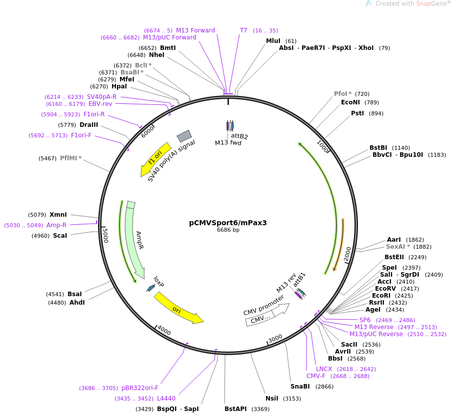 pECMV-Gli3-m-FLAG小鼠基因质粒