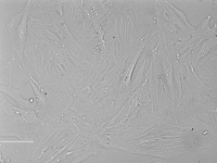  Rat Duodenal Mucosal Epithelial Cells大鼠十二指肠粘膜上皮细胞