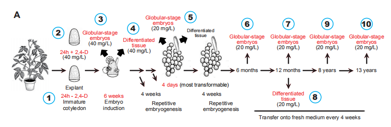 Title：组培时间长了为啥不能发育成植株了？Plant Cell告诉你答案！！