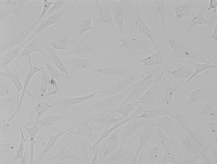 Rat Corneal Endothelial Cells大鼠角膜内皮细胞