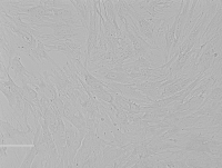 Rat Osteoblast大鼠成骨细胞