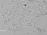 Rat Renal Tubular Epithelial Cells大鼠肾小管上皮细胞