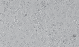 QSG-7701人正常肝细胞