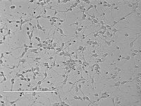 Rat Cortical Neurons大鼠皮层神经元