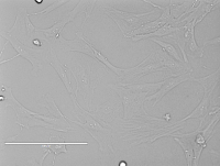 Rat Corneal Epithelial Cells小鼠肺泡上皮细胞大鼠角膜上皮细胞