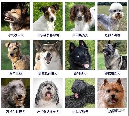科普 | 狼变成家犬的驯化旅程