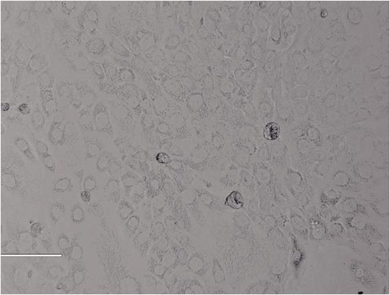 Rat Bladder Epithelial Cells大鼠