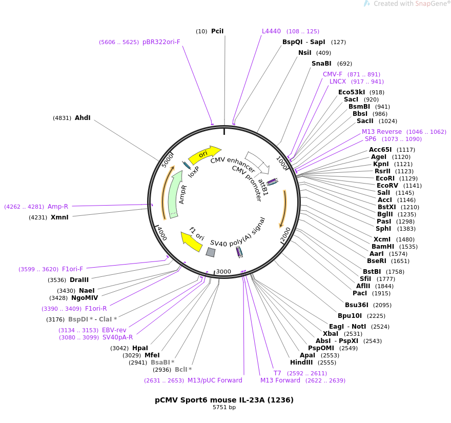 pECMV-Kcnk2-m-FLAG小鼠基因质粒