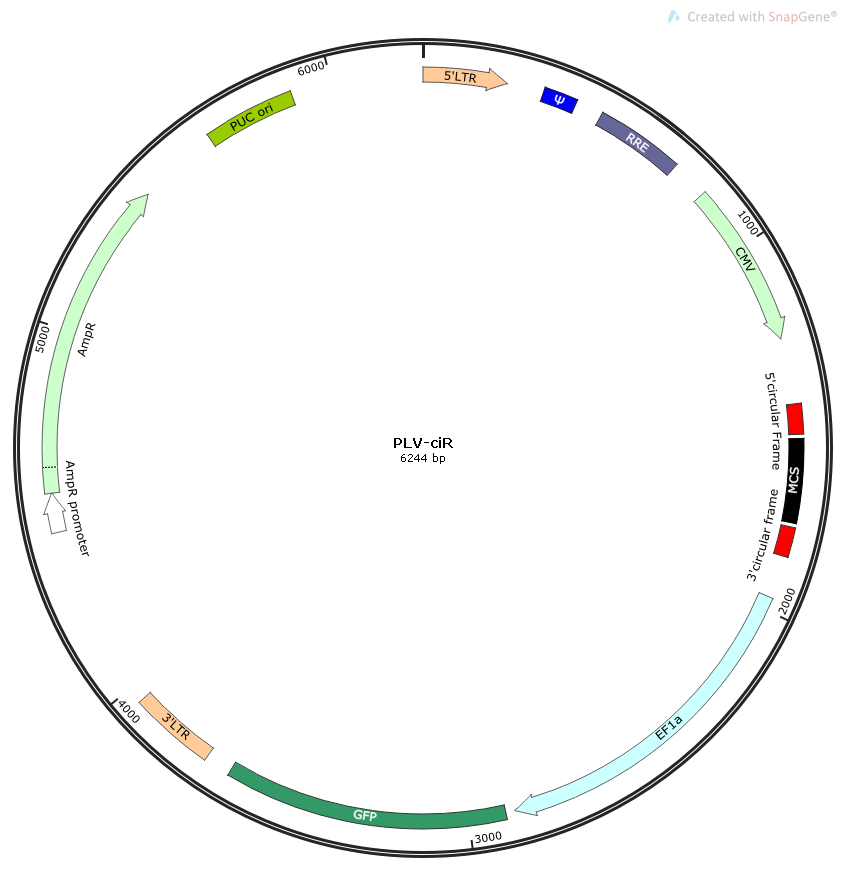 circRNA 干扰及过表达知多少