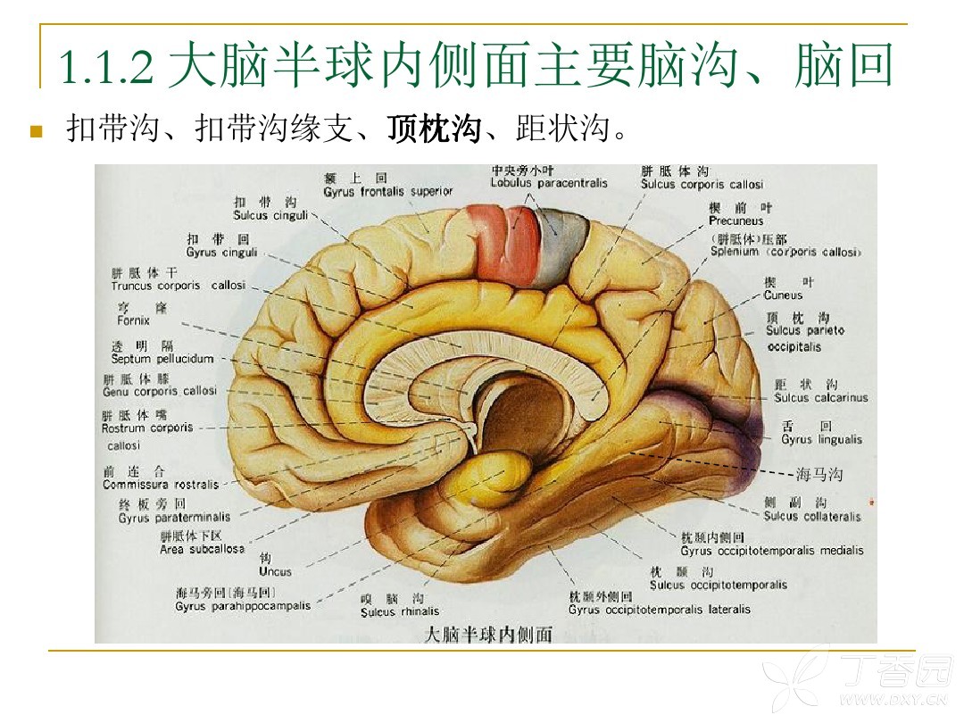 关于颅脑正中矢状断面断层解剖的问题 - 影像核医学 -丁香园论坛
