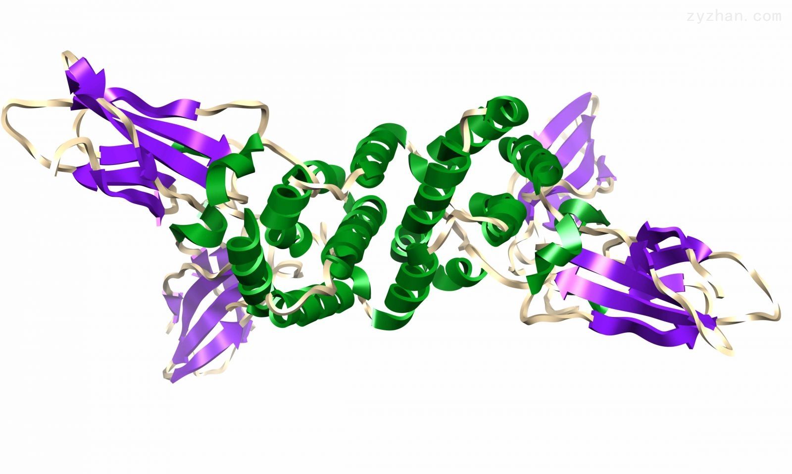 重组人ZBBX蛋白图片