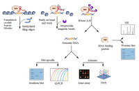 ChIRP-seq整体服务