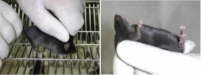 动物实验操作指南 | 如何进行大鼠与小鼠的固定？(图7)