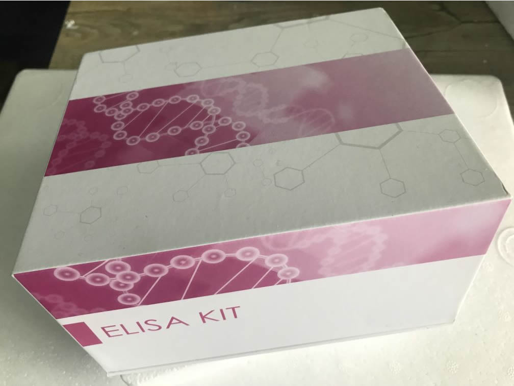 SPH试剂盒在哪买