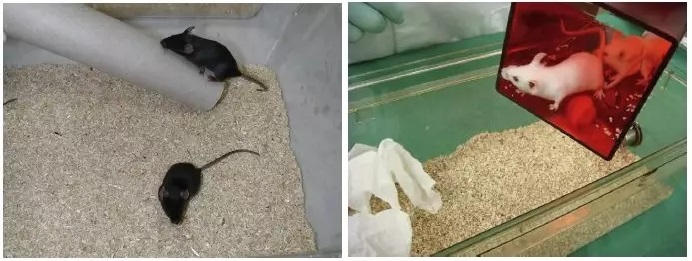 动物实验操作指南 | 如何进行大鼠与小鼠的固定？(图3)