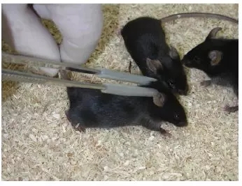 动物实验操作指南 | 如何进行大鼠与小鼠的固定？(图5)