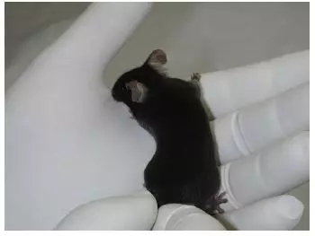 动物实验操作指南 | 如何进行大鼠与小鼠的固定？(图4)