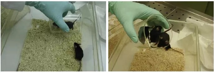动物实验操作指南 | 如何进行大鼠与小鼠的固定？(图2)