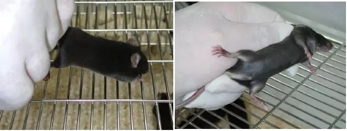 动物实验操作指南 | 如何进行大鼠与小鼠的固定？(图6)