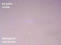 人脐静脉细胞融合细胞