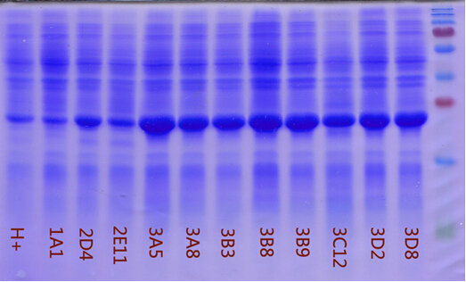 重组人DPP6蛋白说明书