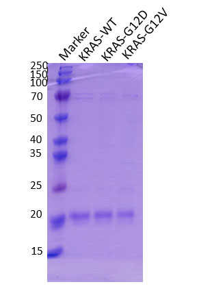 KRAS蛋白及突变KRAS蛋白
