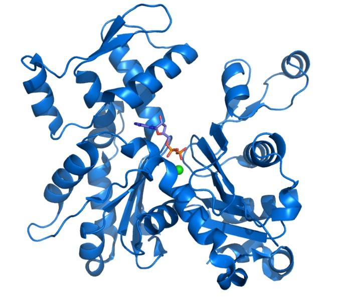 重组人CCNT1蛋白图片
