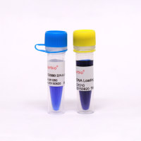 D2000 DNA Ladder Marker