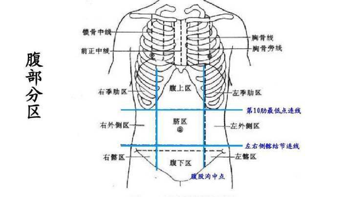 右下腹(右髂):盲肠,阑尾,回肠下端,女性的右侧卵及输卵管,淋巴结