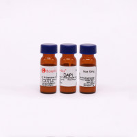 4',6-二脒基-2-苯基吲哚 DAPI 