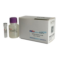 HRP-His-Tag Mouse mAb